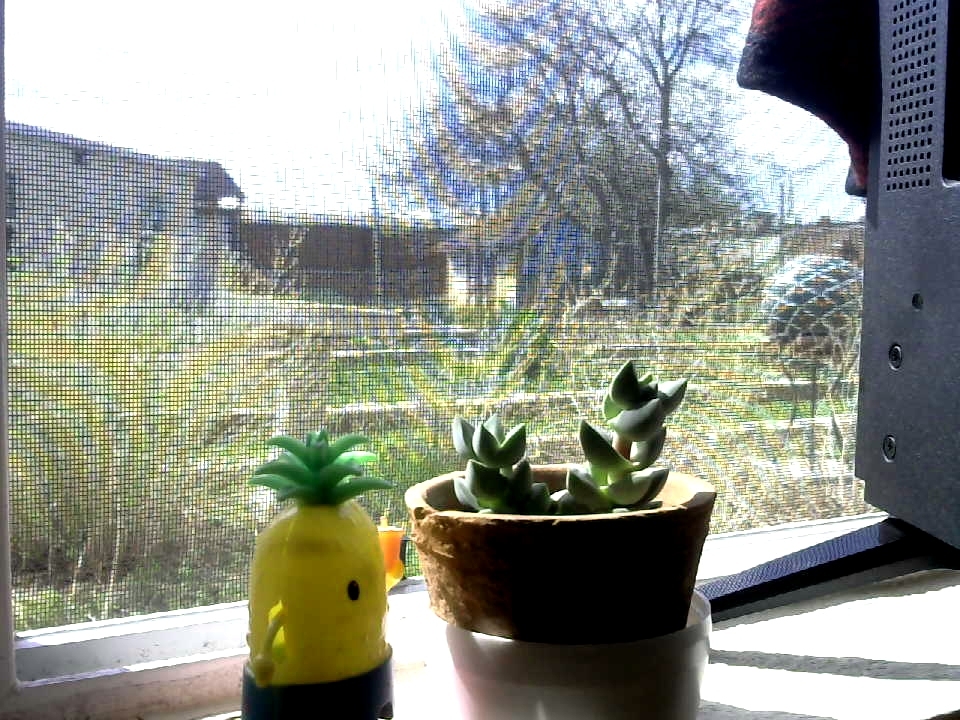 The Garden